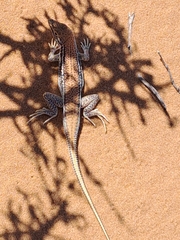 Meroles ctenodactylus