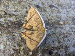 Thinopteryx crocoptera