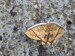 Thinopteryx crocoptera