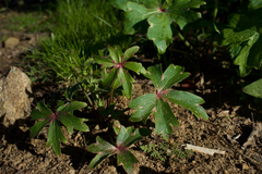 Delphinium cardinale
