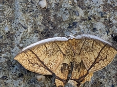 Thinopteryx crocoptera