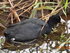 Fulica alai