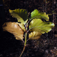 Fagus sylvatica