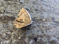 Thinopteryx crocoptera