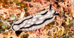 Phyllidiidae