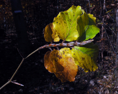 Fagus sylvatica
