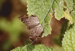 Antigonus erosus