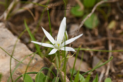 Ornithogalum baeticum