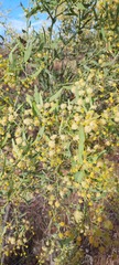 Acacia victoriae