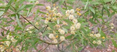 Acacia victoriae