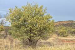 Acacia victoriae