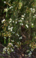 Sannantha angusta