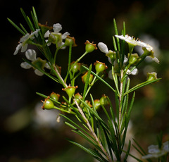 Sannantha angusta
