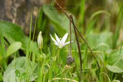 Ornithogalum baeticum