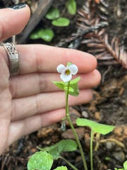 Viola ocellata