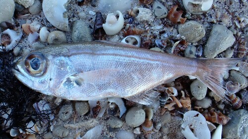 Elongate bullseye (Parapriacanthus elongatus) — Pempheridae — 2