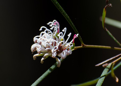 Grevillea linearifolia
