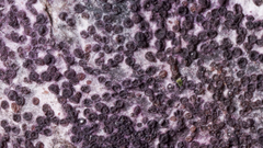 Nectriopsis violacea