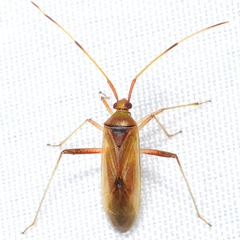 Creontiades rubrinervis