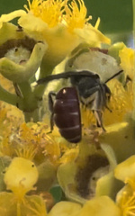 Parasphecodes