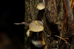 Hohenbuehelia grisea