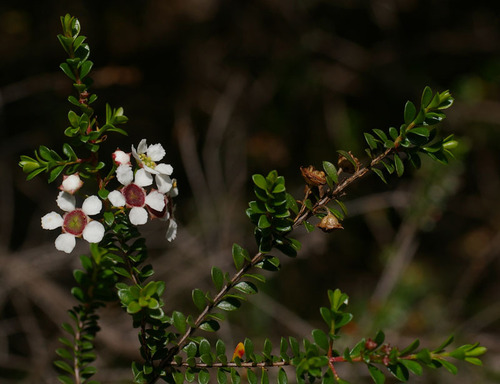 Woodland Babingtonia (Kardomia silvestris)