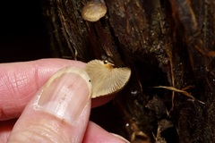 Hohenbuehelia grisea