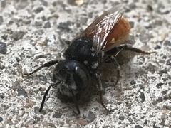 Megachile deanii