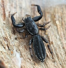 Holoplatys planissima