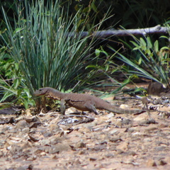 Varanus caerulivirens