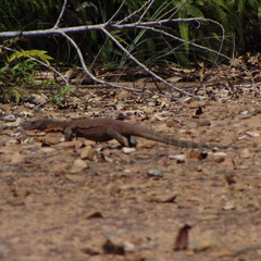 Varanus caerulivirens