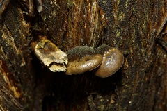 Hohenbuehelia grisea