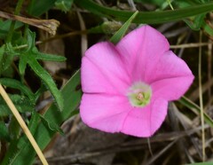 Convolvulus angustissimus