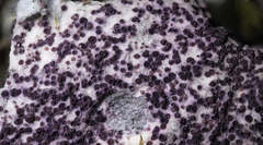 Nectriopsis violacea