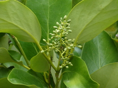 Griselinia