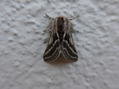 Lycia zonaria
