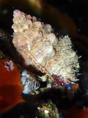 Pagurixus jerviensis