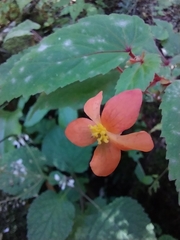 Begonia sutherlandii