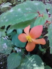 Begonia sutherlandii