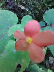 Begonia sutherlandii