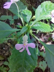 Impatiens hochstetteri