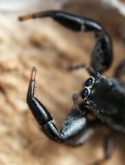 Holoplatys planissima