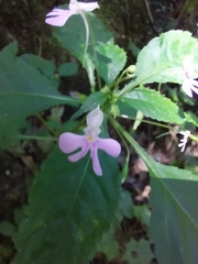 Impatiens hochstetteri