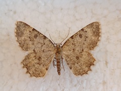 Charissa glaucinaria