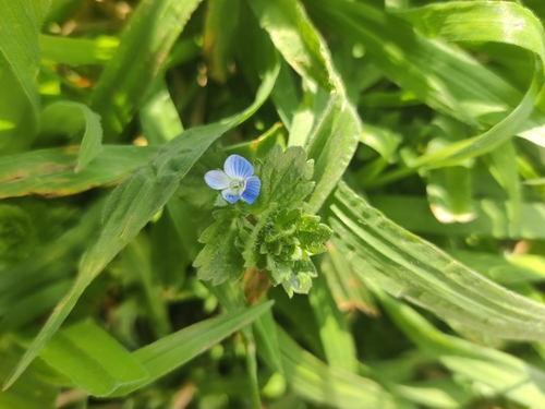 bird's-eye speedwell