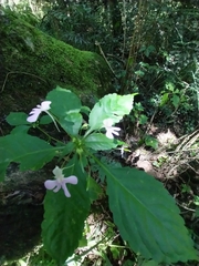 Impatiens hochstetteri