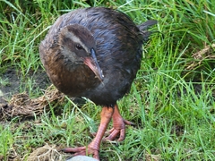 Gallirallus australis