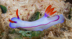 Hypselodoris brycei