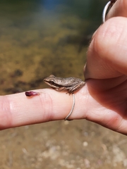 Litoria adelaidensis