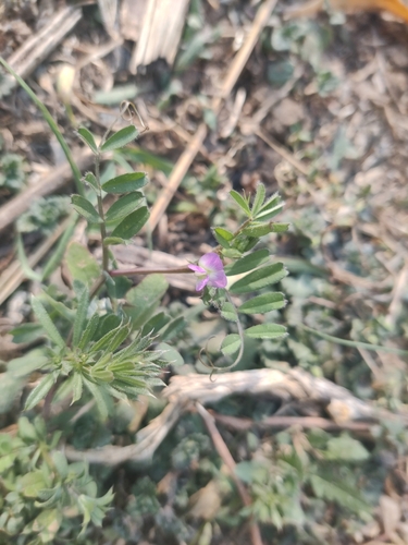 Common Vetch